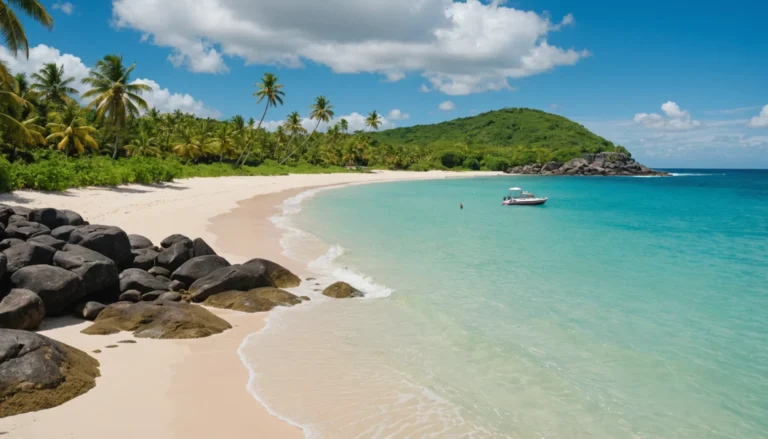 tortues martinique anse dufour